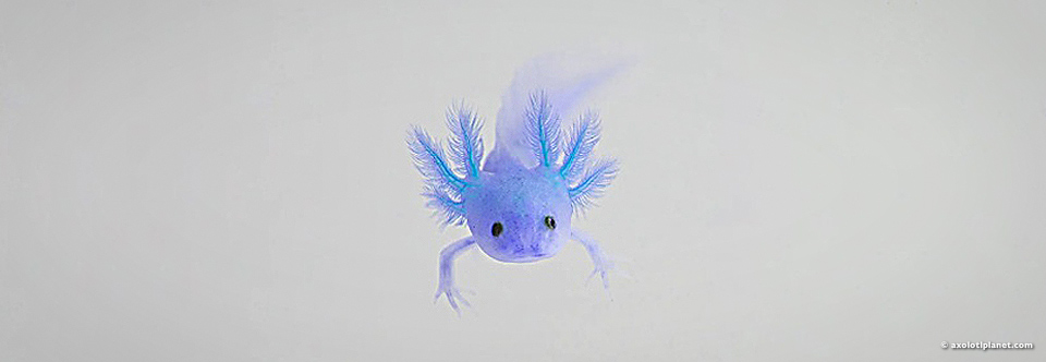 EVERGREEN PRISMA° LAFC IN NEWS & PRESS EVERGREEN PRISMA° LAFC IN NEWS & PRESS